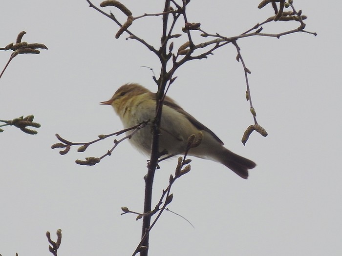 Iberian Chiffchaff
