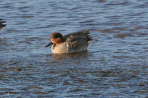Green-winged Teal