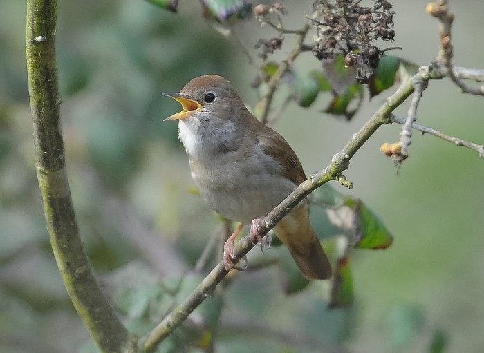 Nightingale