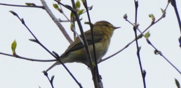Iberian Chiffchaff