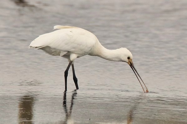 Spoonbill