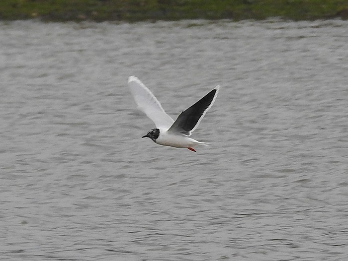 Little Gull