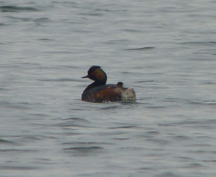 Black-necked Grebe