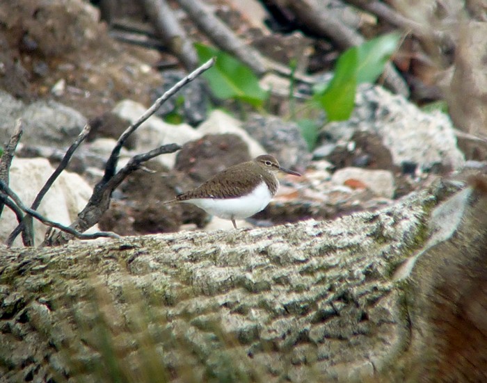 Common Sandpiper