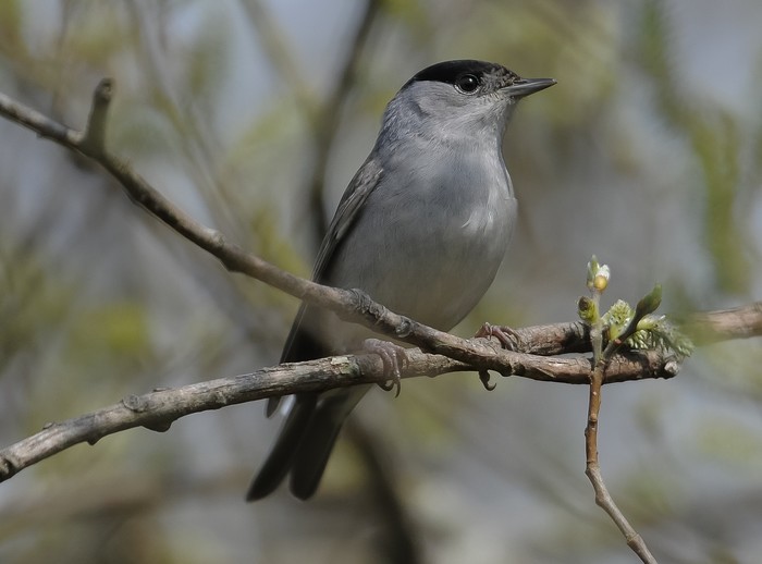 Blackcap