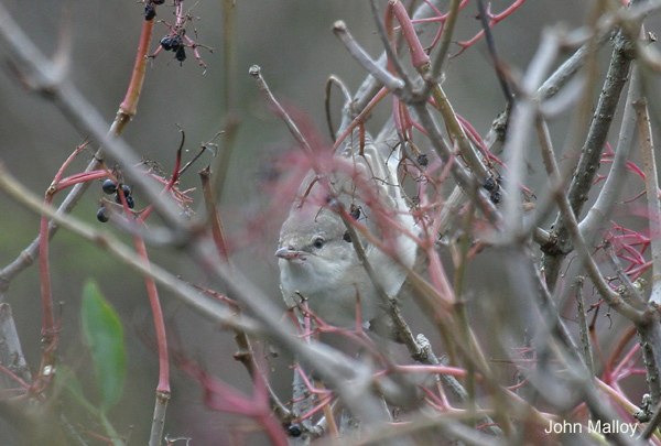 Barred Warbler