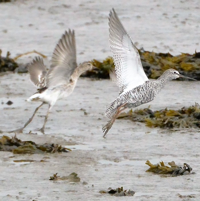 Ruff and Spotted Redshank