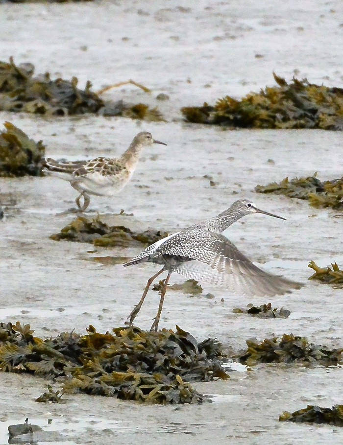 Ruff and Spotted Redshank
