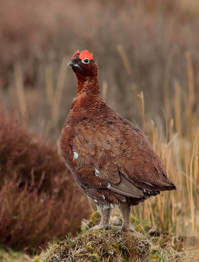 Red Grouse