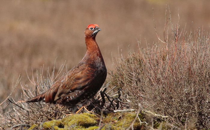 Red Grouse