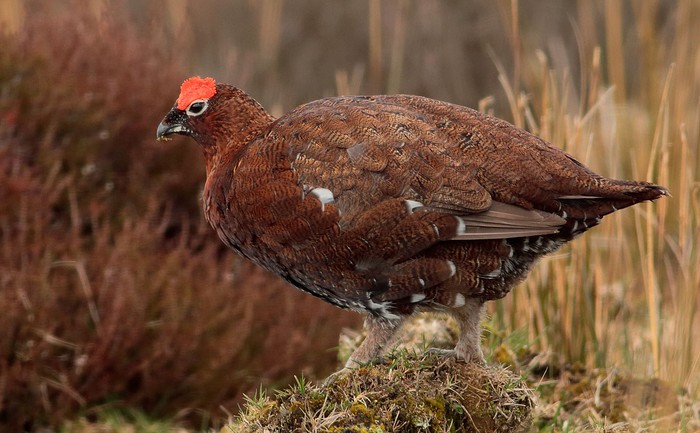 Red Grouse