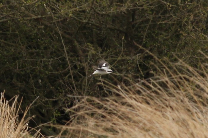 Great Grey Shrike