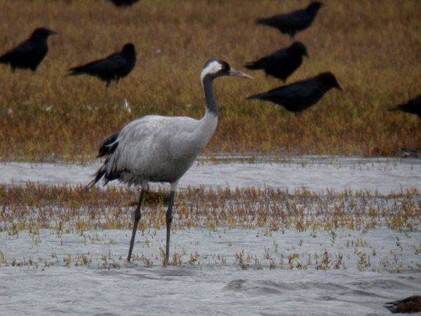 Common Crane