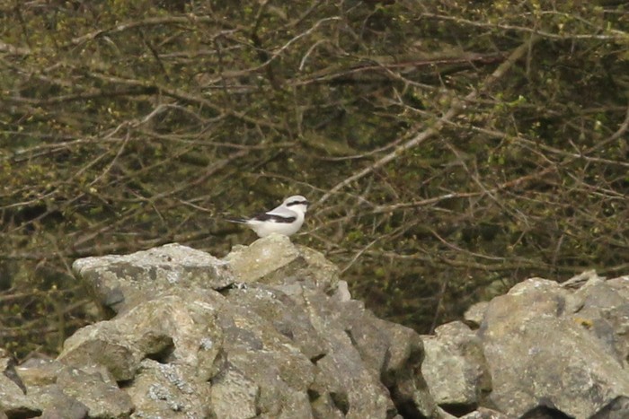 Great Grey Shrike