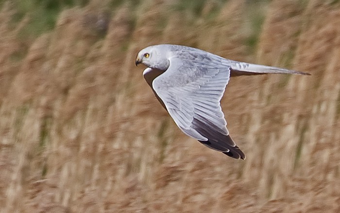 Pallid Harrier