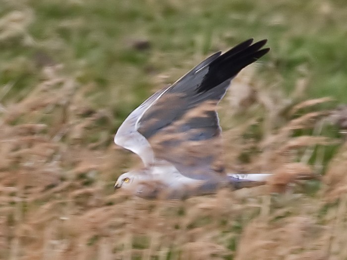 Pallid Harrier