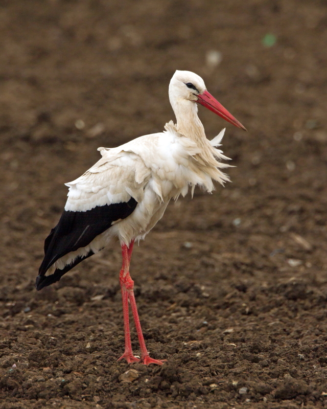 White Stork
