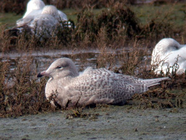 Glaucous Gull