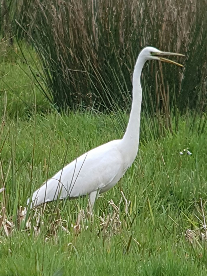 Great White Egret