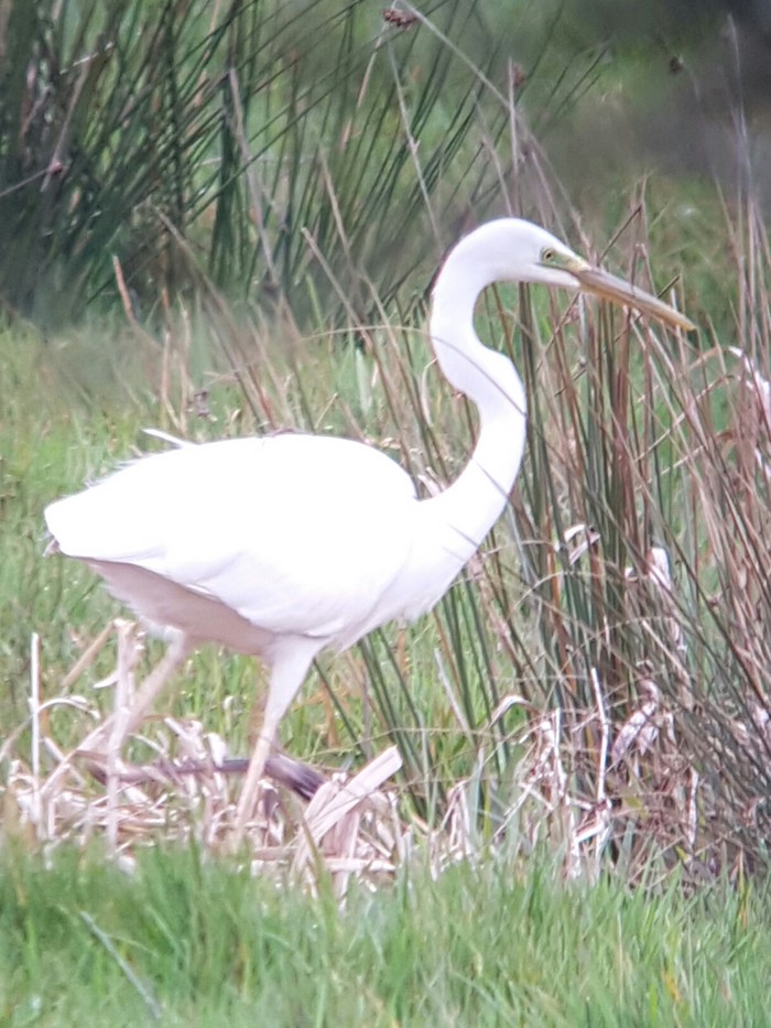 Great White Egret