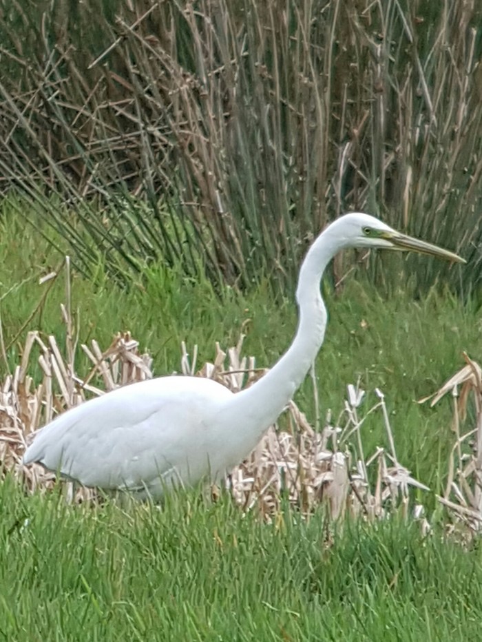 Great White Egret