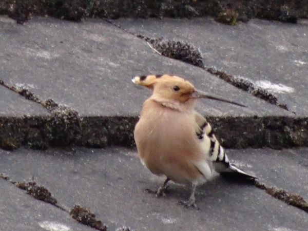Hoopoe