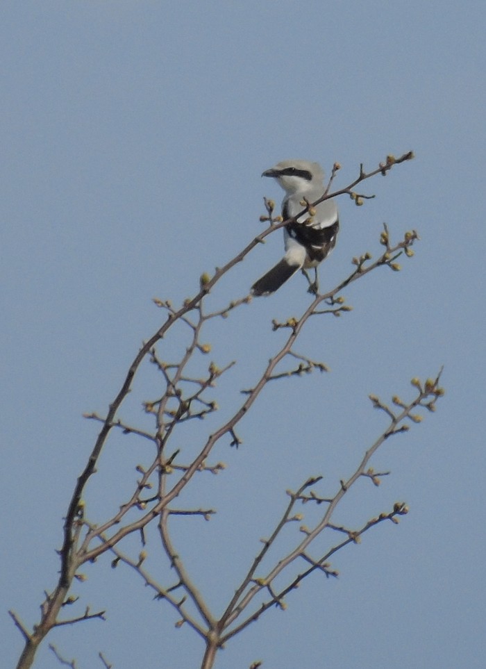 Great Grey Shrike