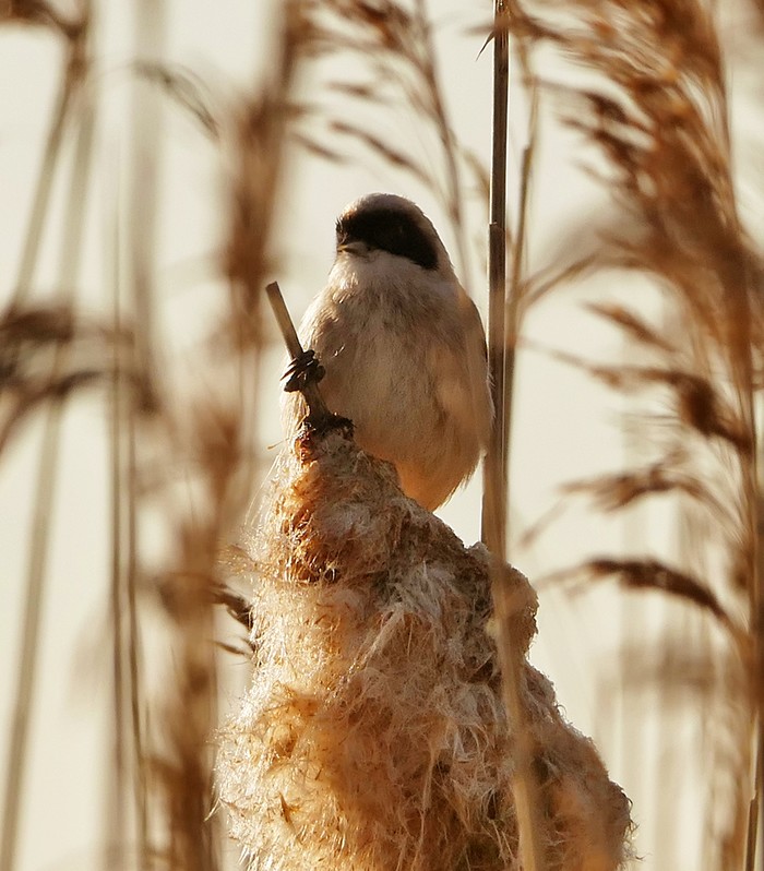 Penduline Tit