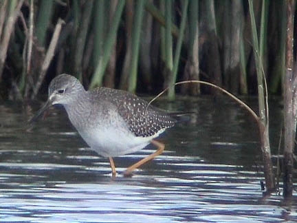 Lesser Yellowlegs