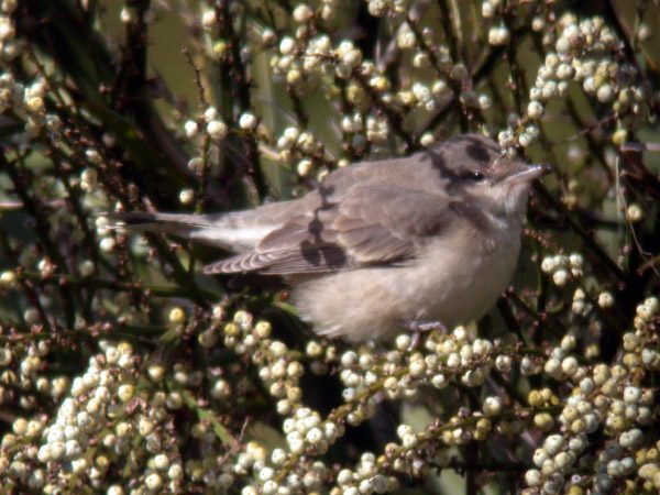 Barred Warbler