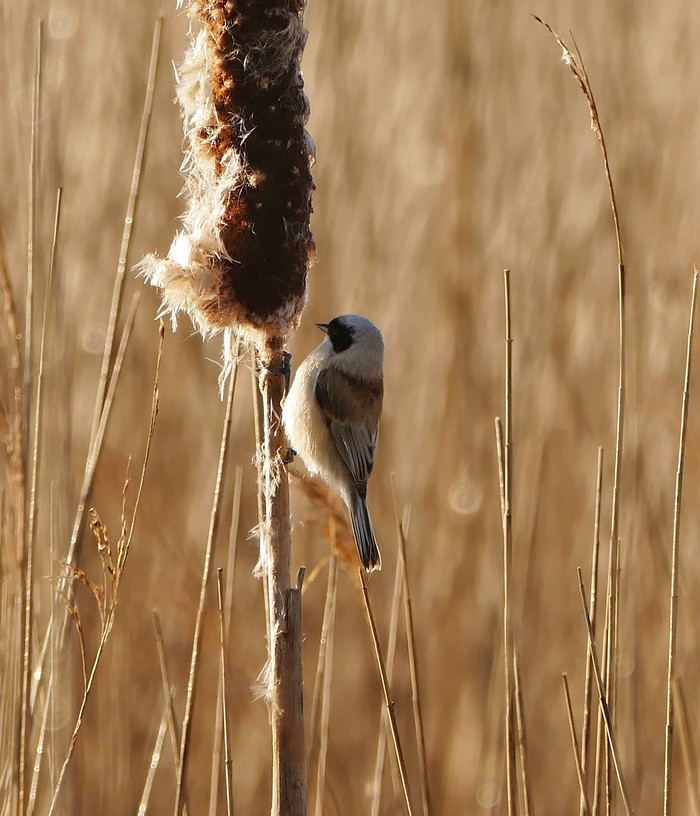 Penduline Tit