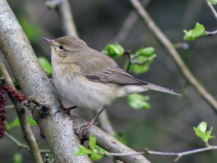 Iberian Chiffchaff