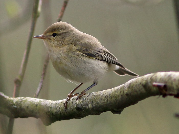 Iberian Chiffchaff