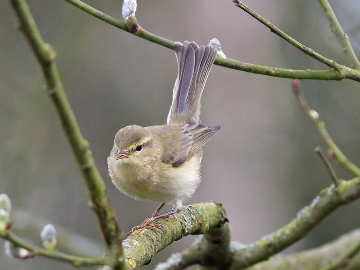 Iberian Chiffchaff