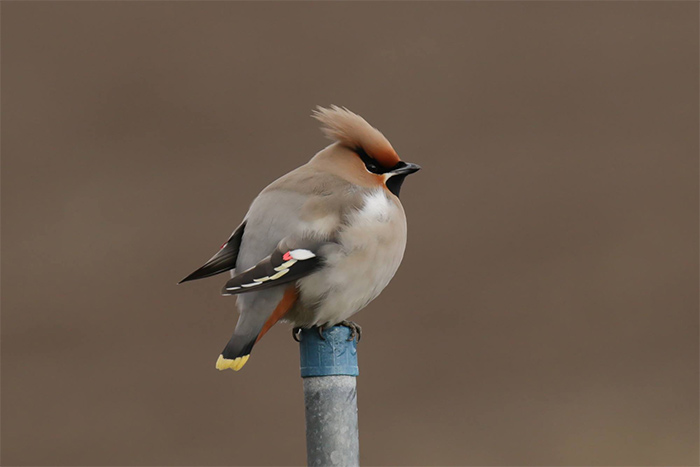Waxwing