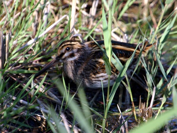 Jack Snipe