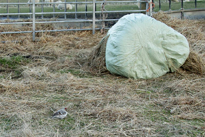 Hornemann's Arctic Redpoll