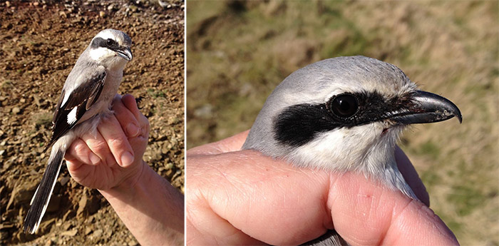 Great Grey Shrike