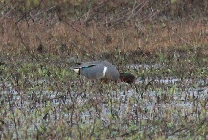 Green-winged Teal