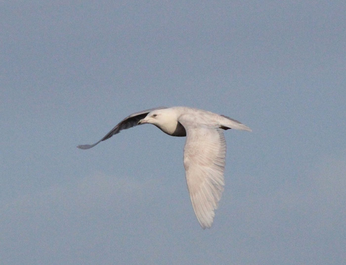 Iceland Gull