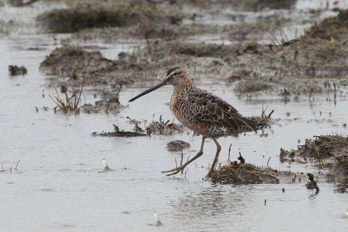 Long-billed Dowitcher