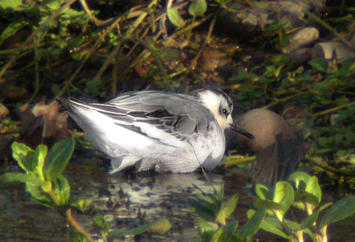 Grey Phalarope