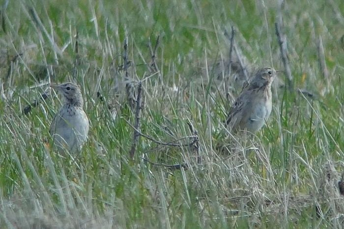 Richard's Pipit