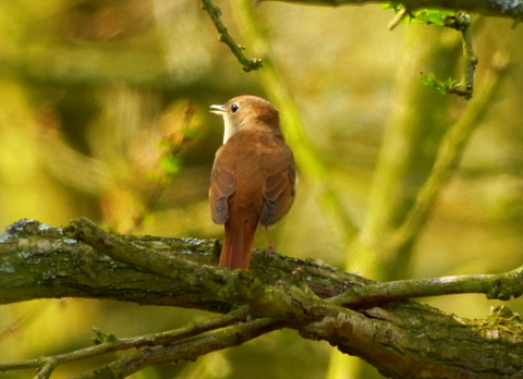Nightingale