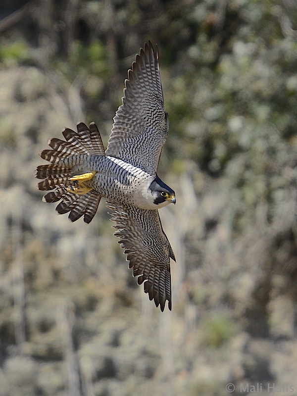 Peregrine 