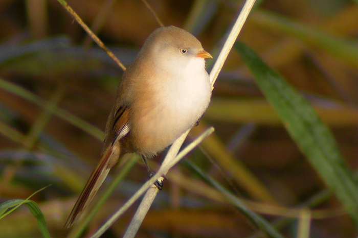 Bearded Tit