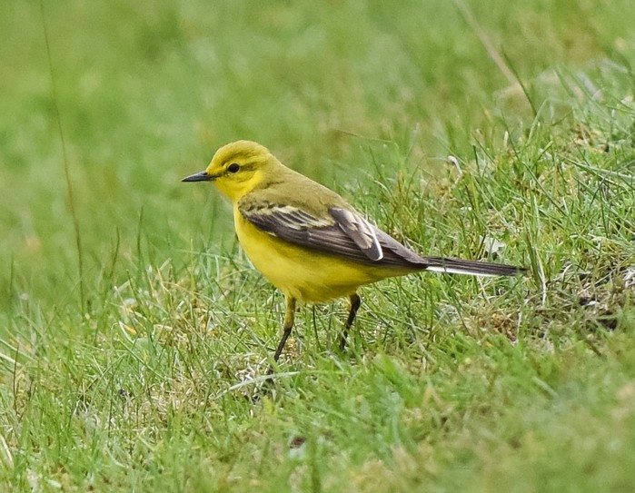 Yellow Wagtail