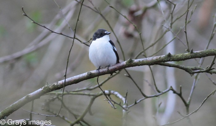 Pied Flycatcher