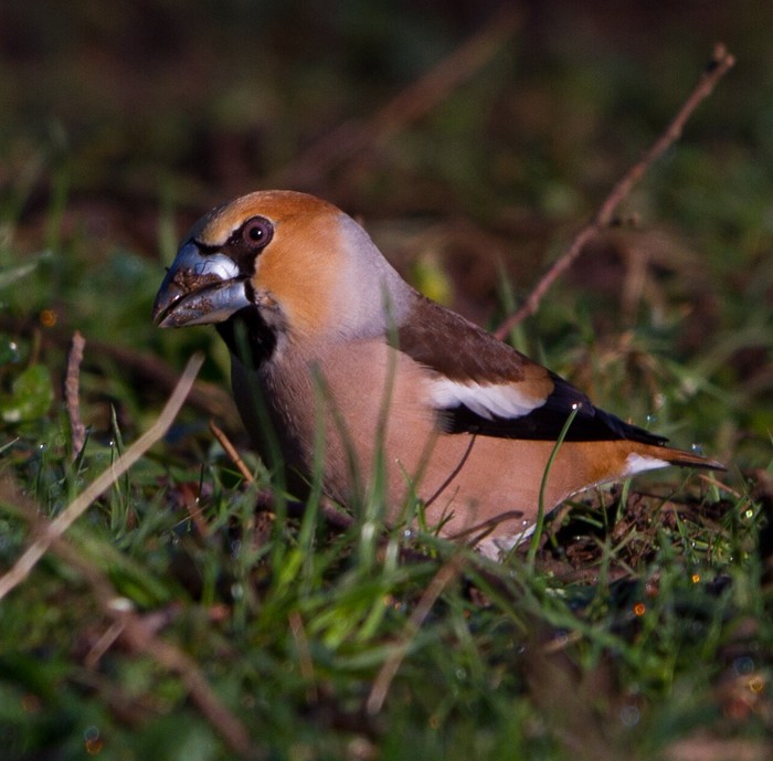 Hawfinch