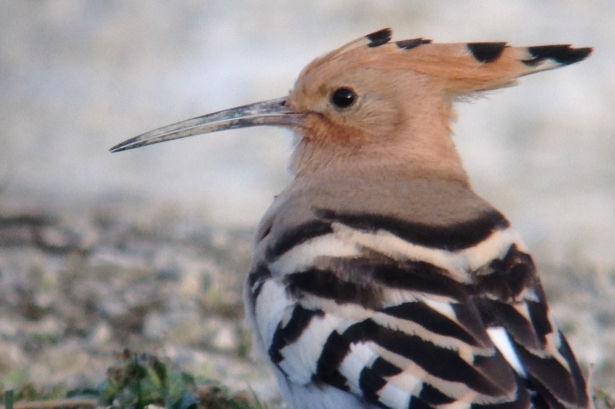 Hoopoe